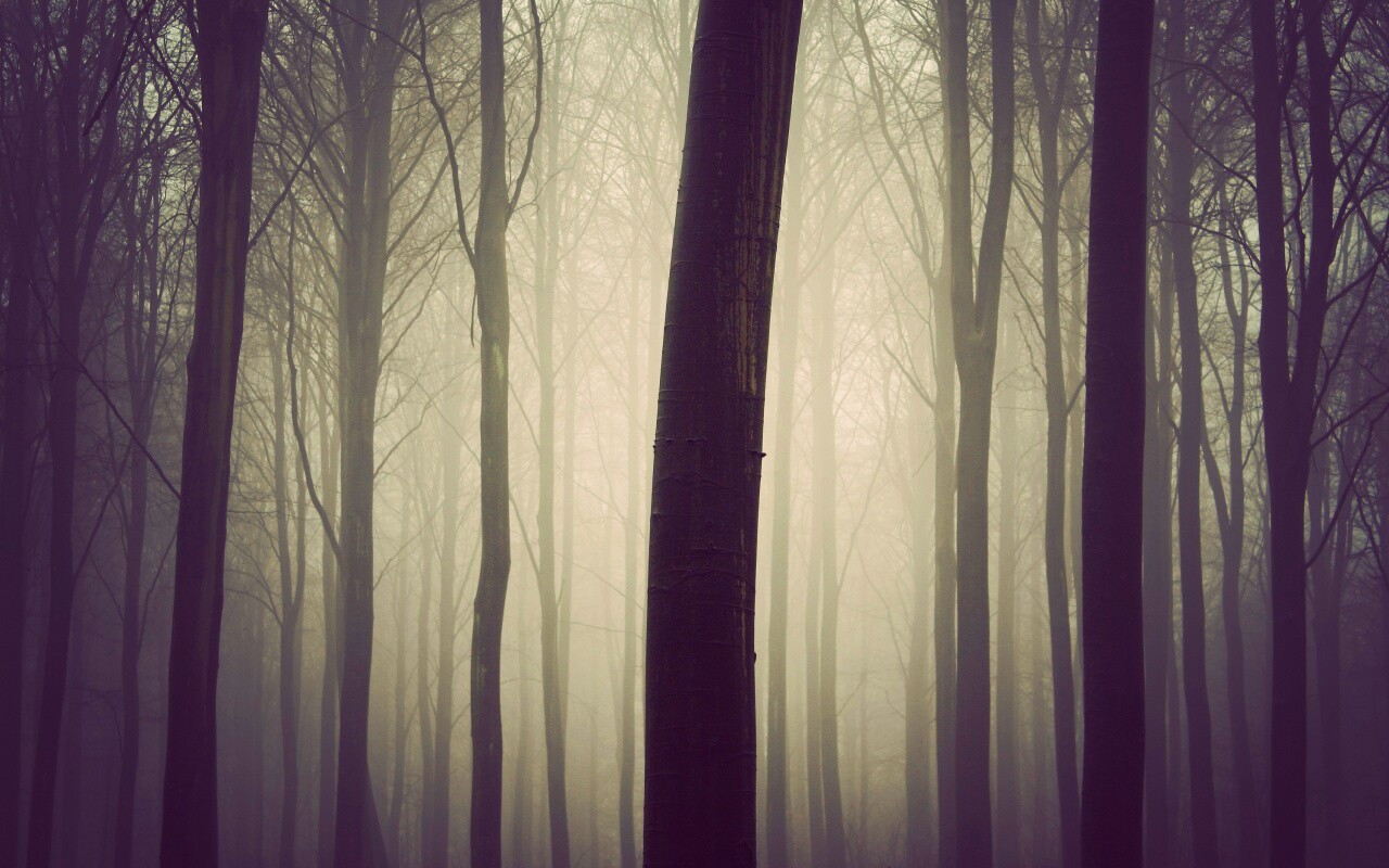 Туман в лесу обои