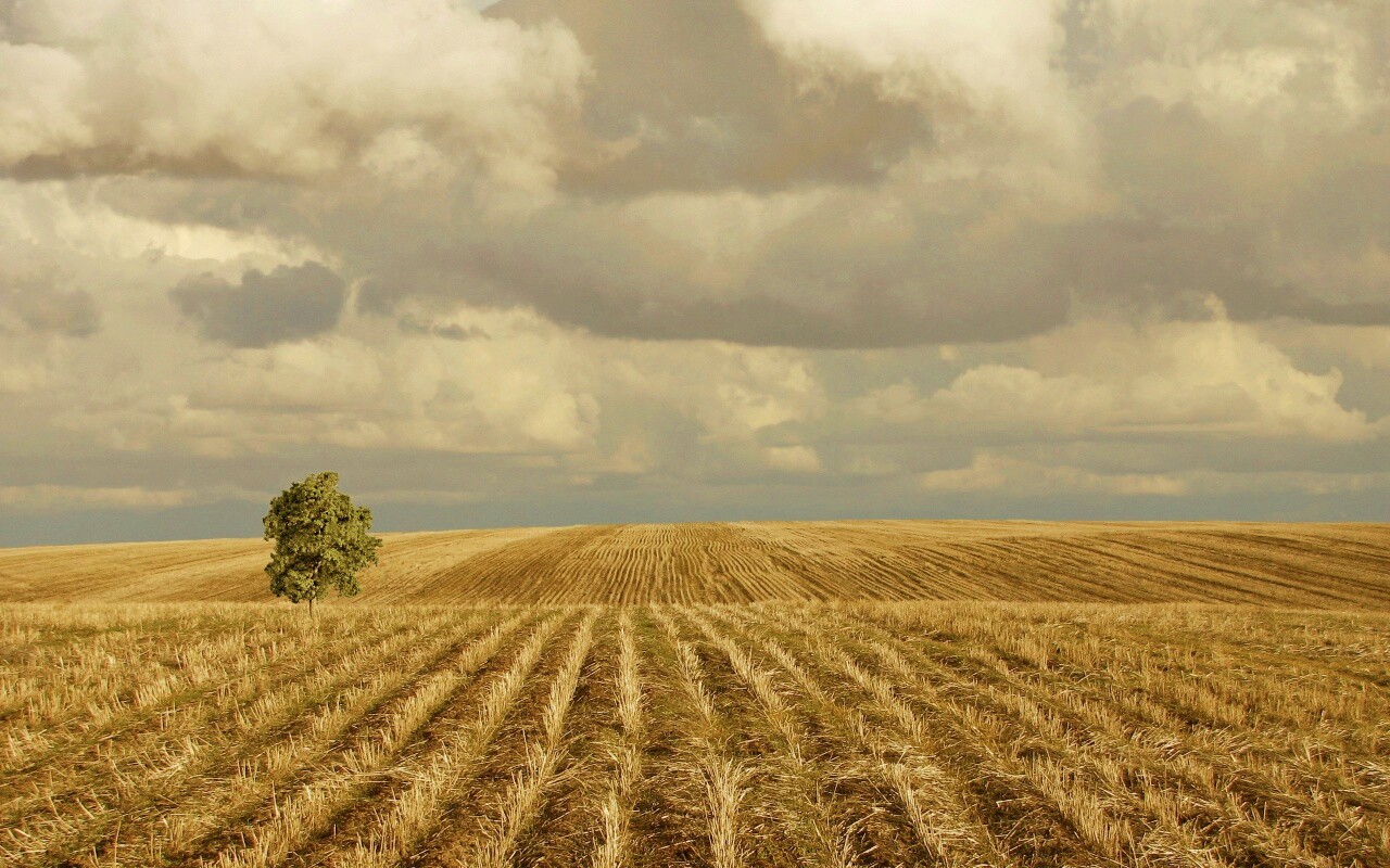 Дерево в поле обои
