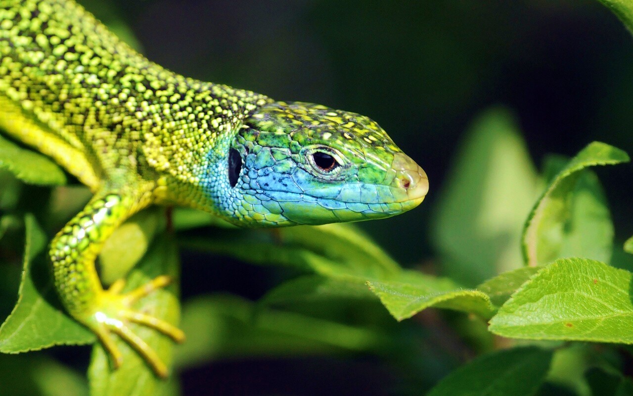 Ящерка на листьях обои