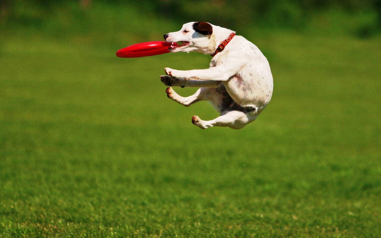 Ловкач обои