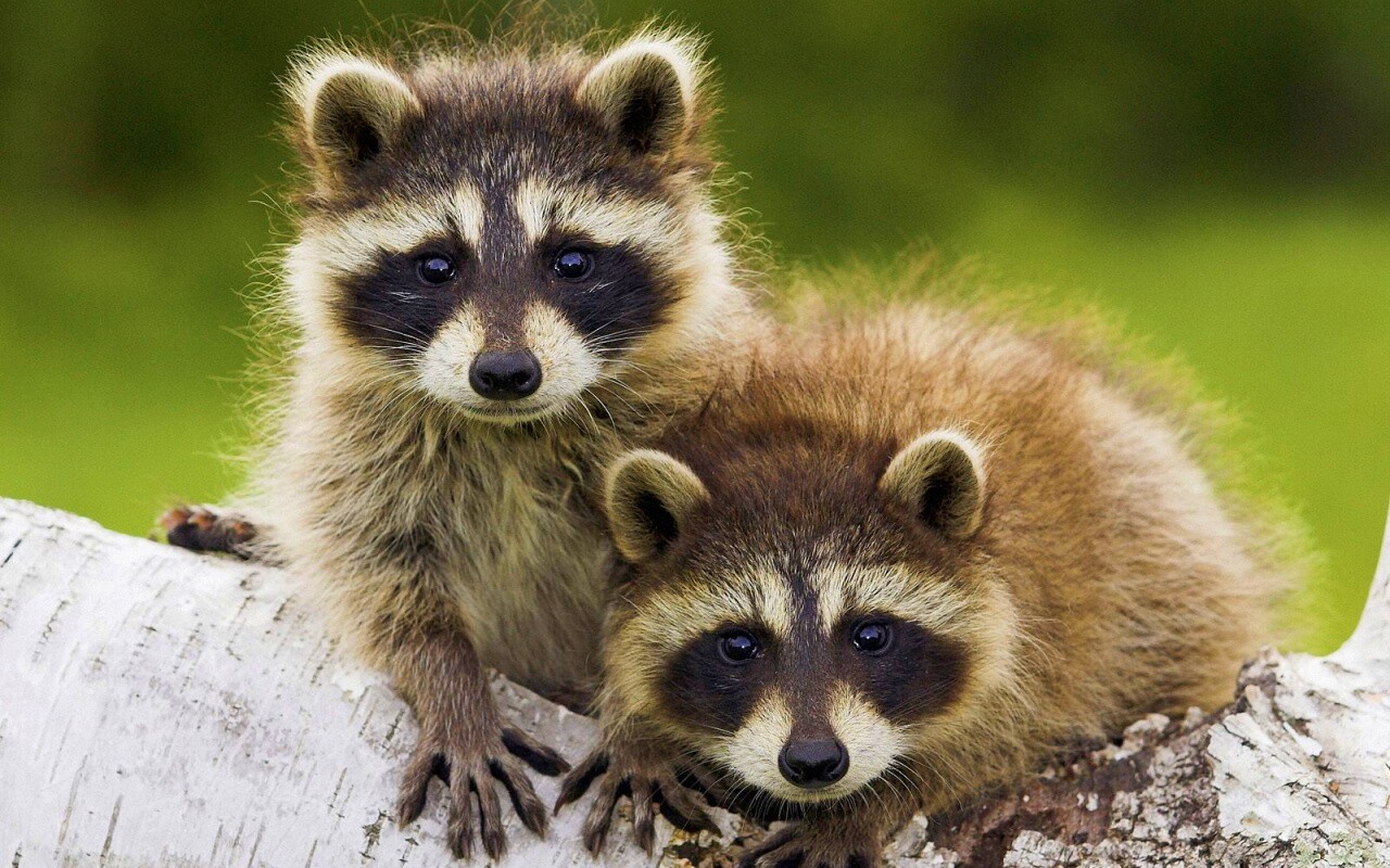 Полосатики обои