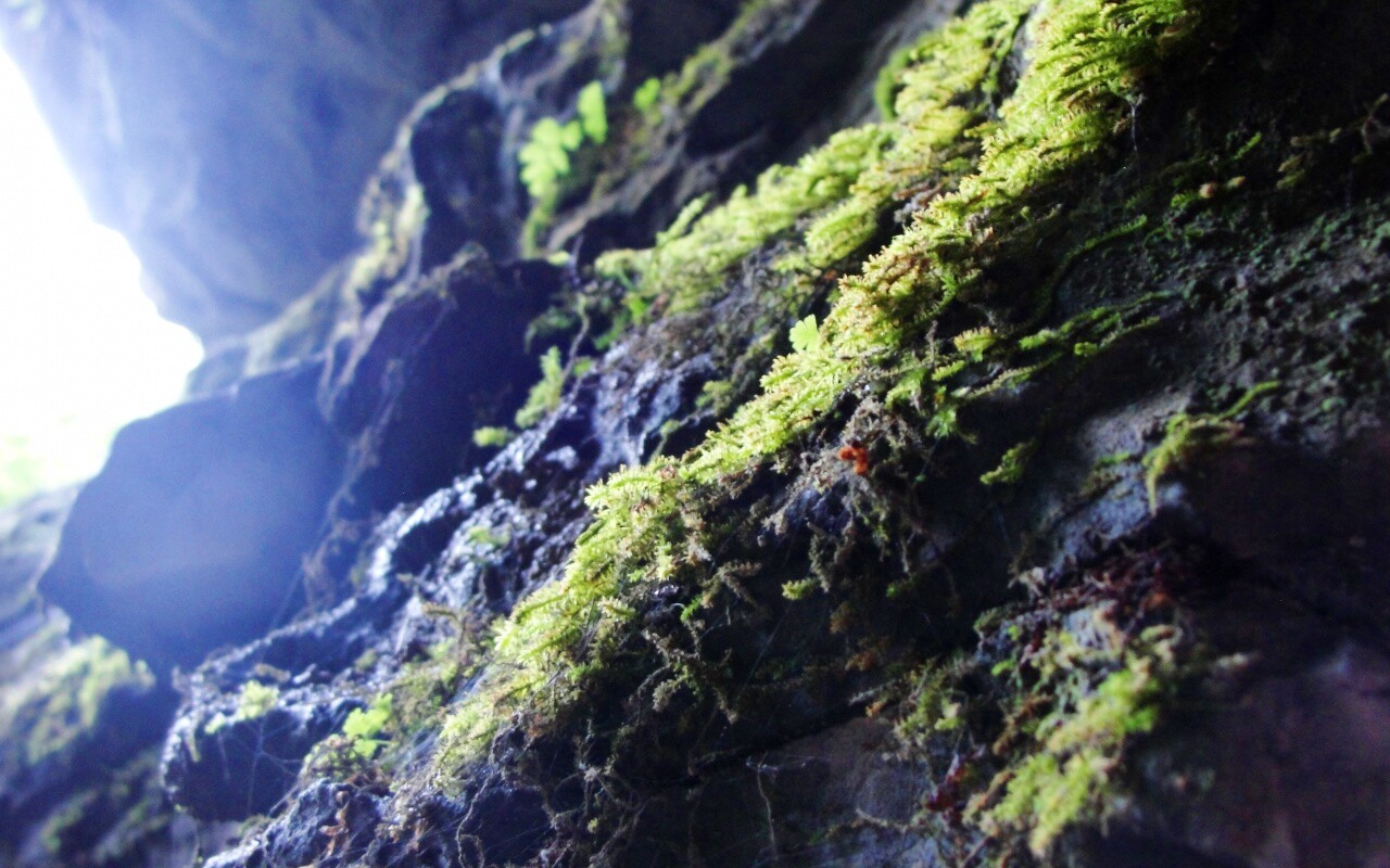 Мшистый камень обои