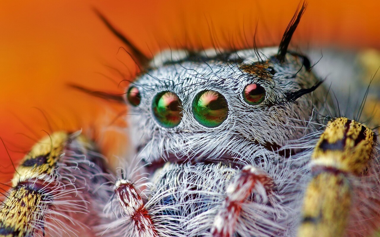 Паук в макро обои