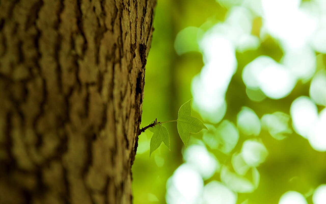 Листок на стволе дерева обои