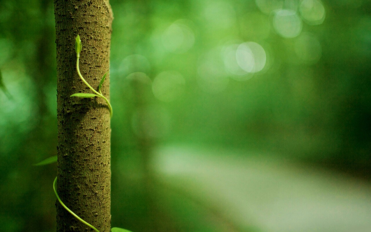 Стебелек на стволе деревца обои