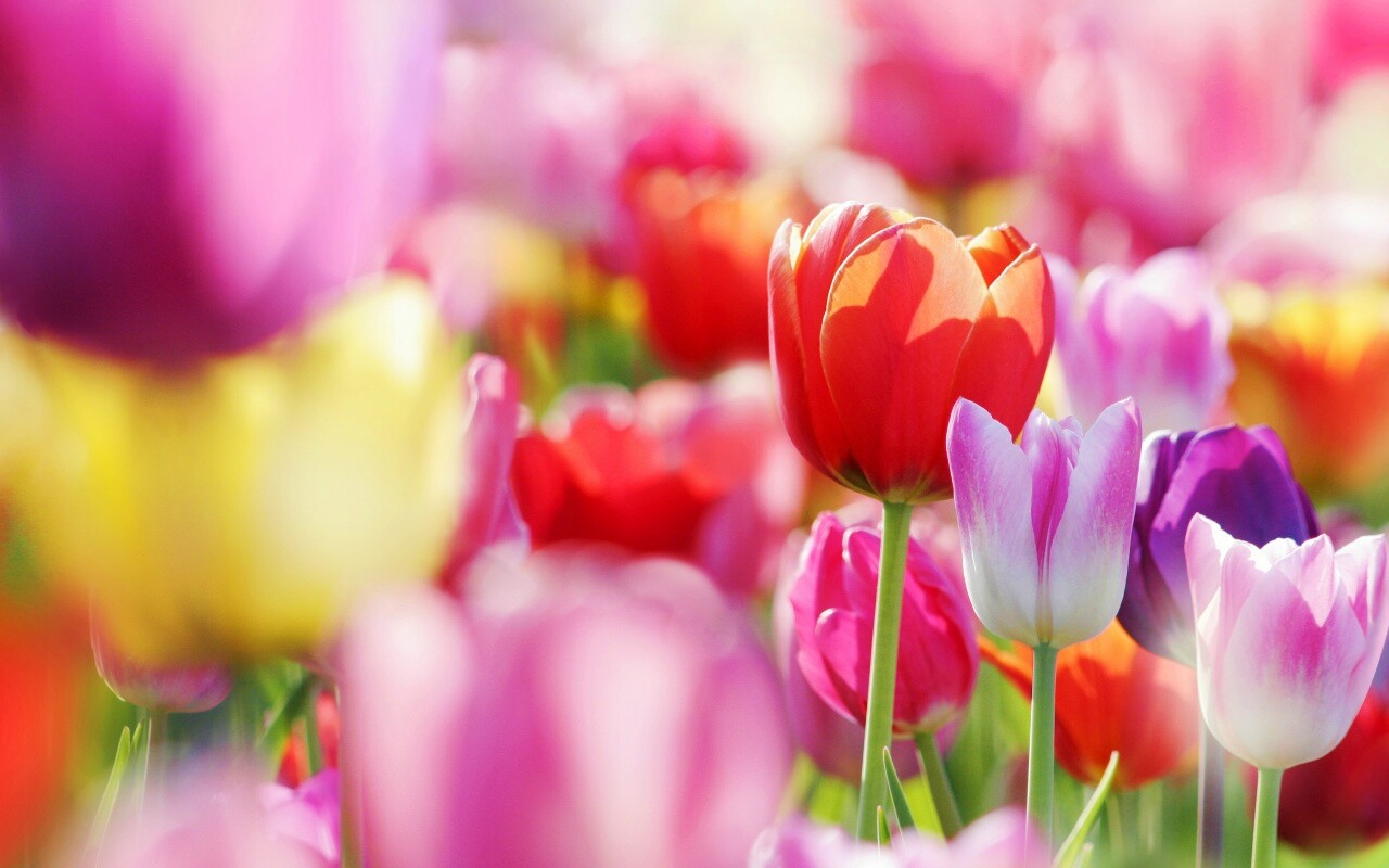 Красивые тюльпаны обои