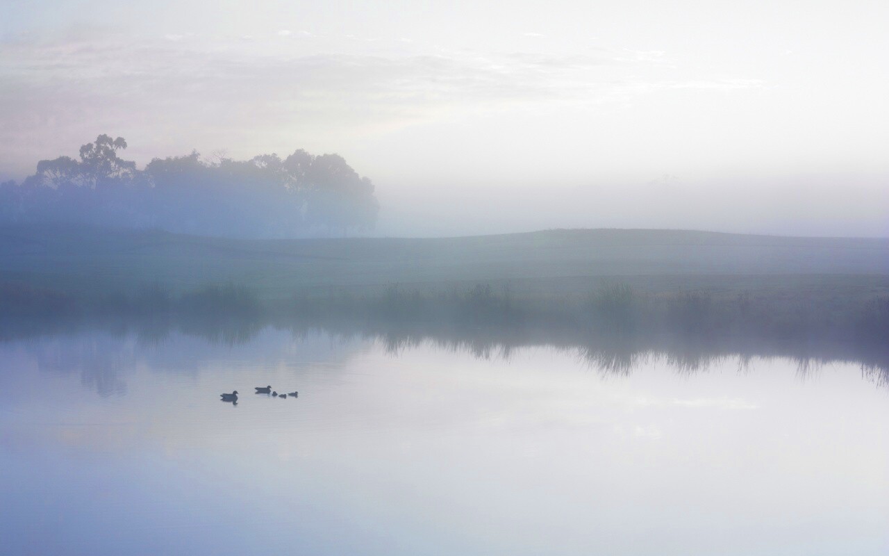 Ducks on a Misty Pond обои