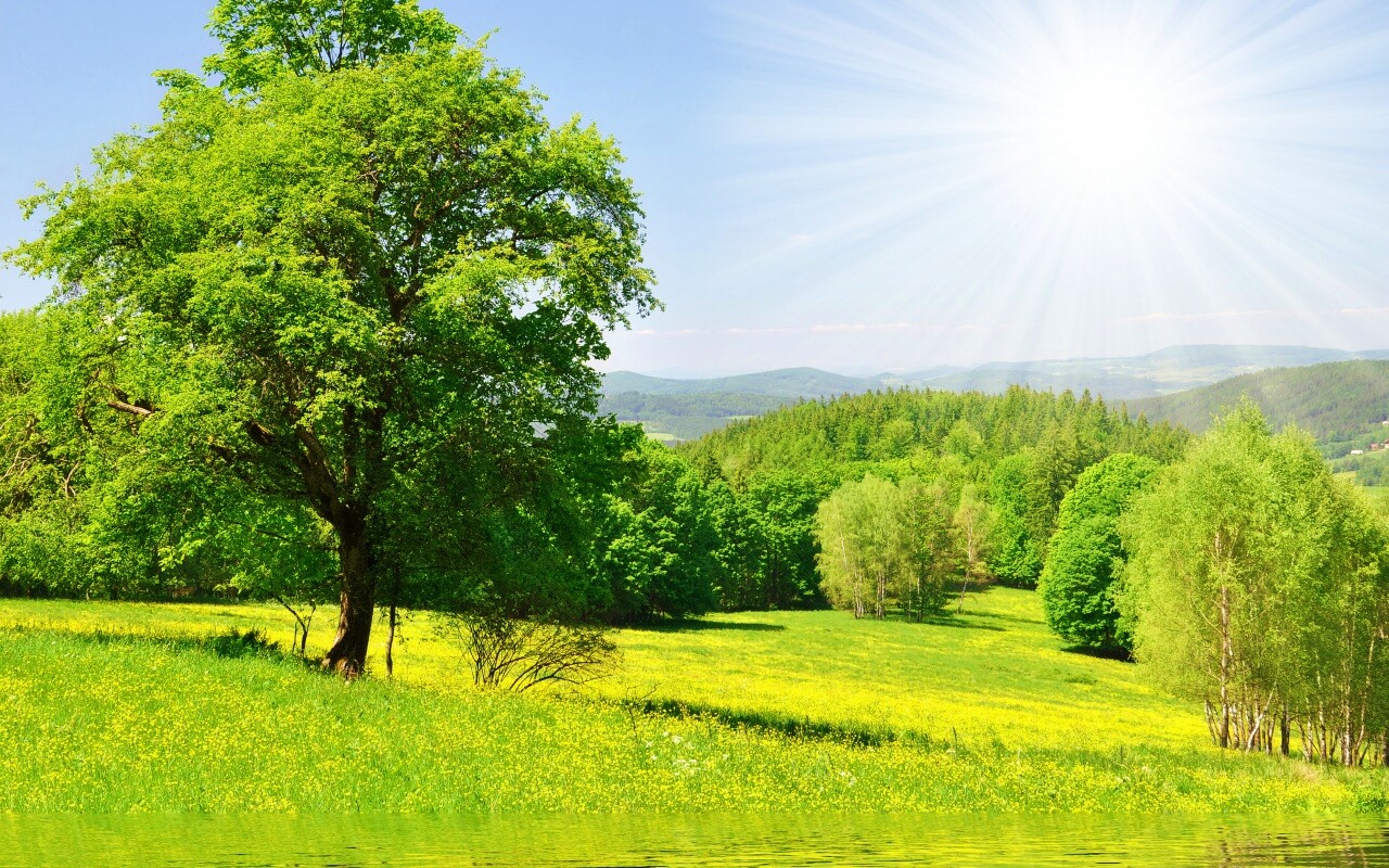 Дерево у воды обои