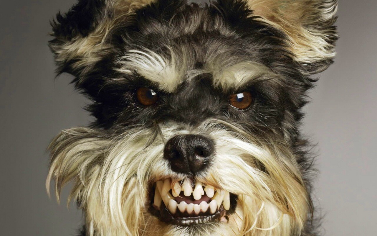 Терьер вне себя обои