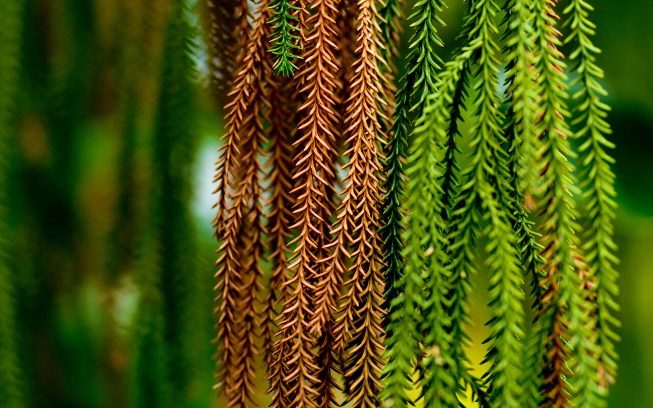 Зеленые колючки обои