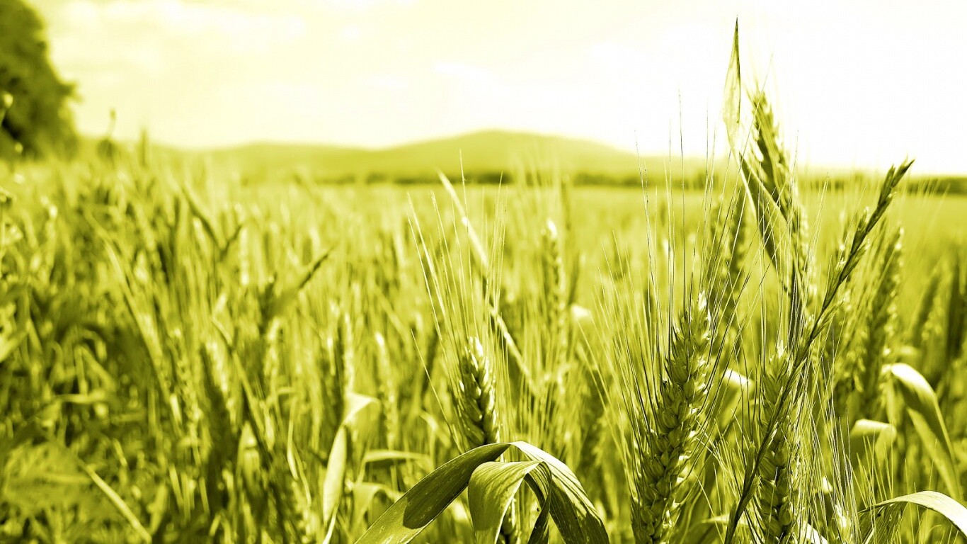 В полях обои