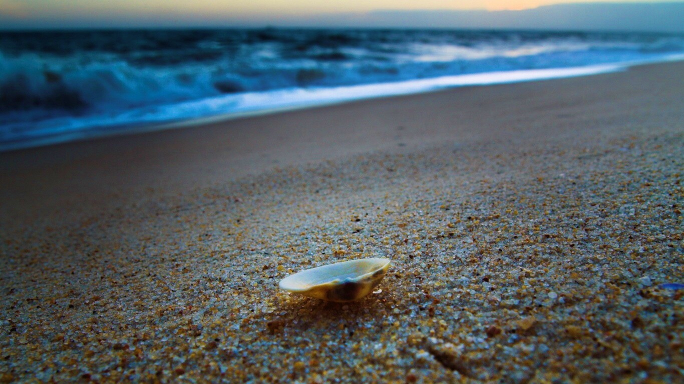 Ракушка не песчанном берегу обои
