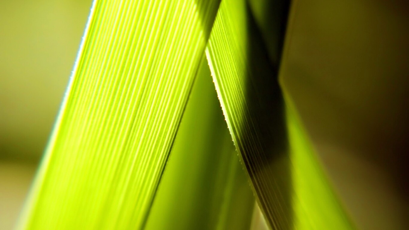 Травинки на свету обои