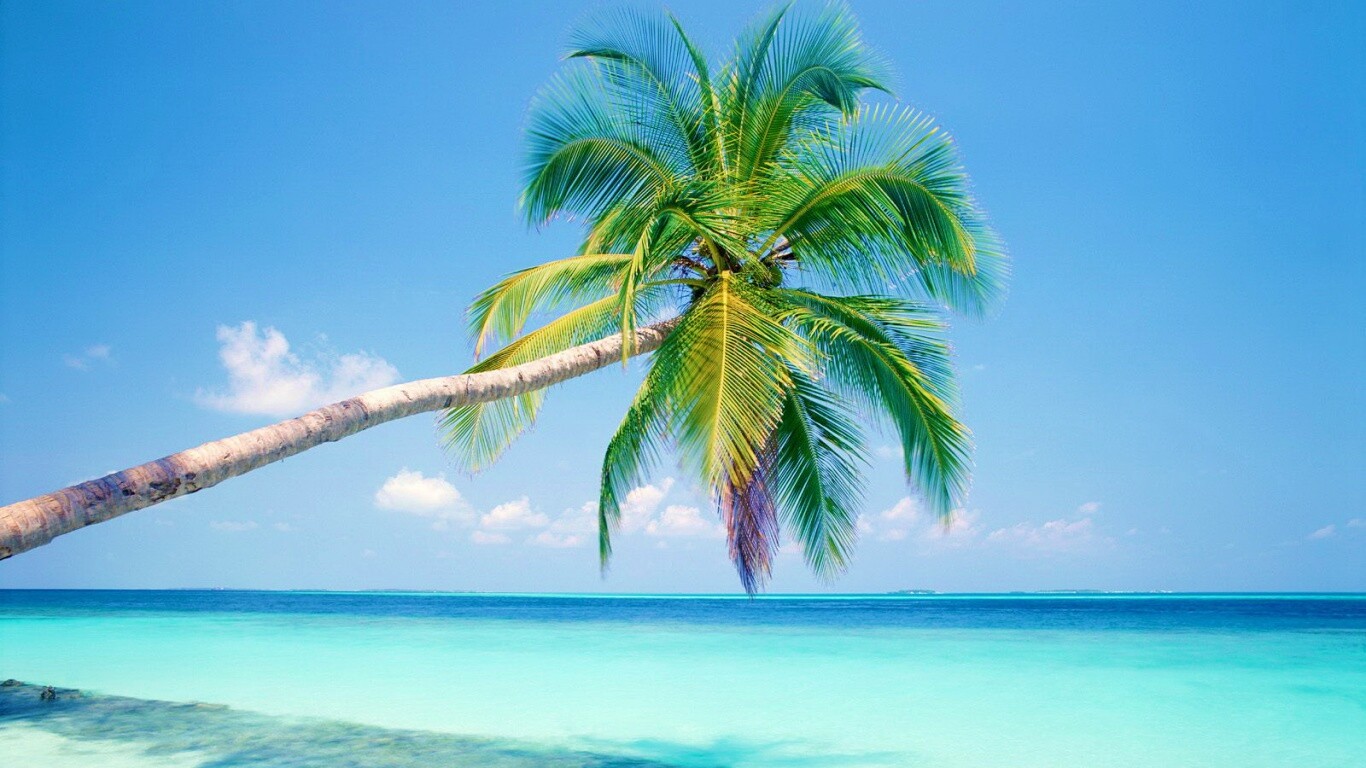 Пальма на лазурном берегу обои