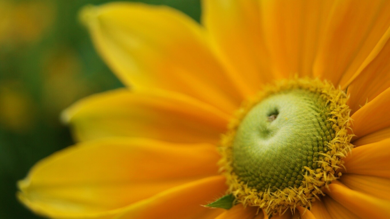 Недозрелый цветок подсолнечника обои