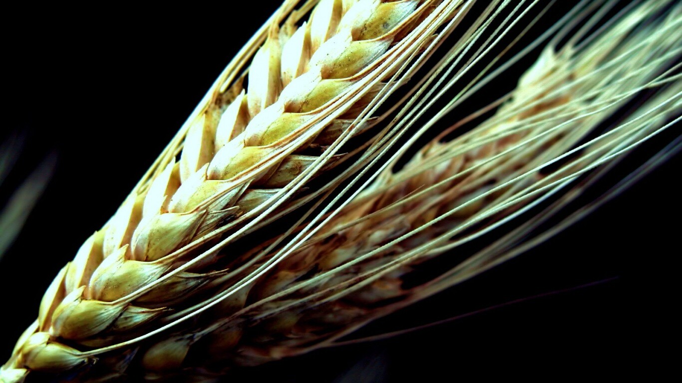 Пшеничный колос обои
