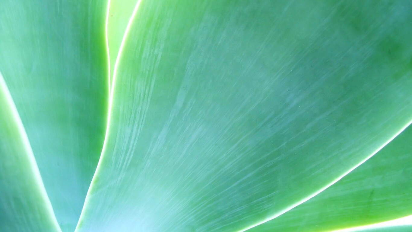 Макро фото травинки обои