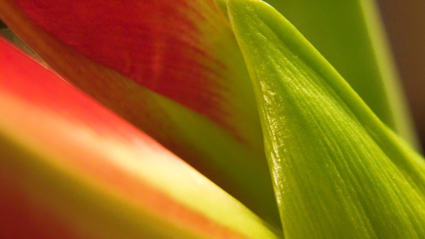 Макро фото цветка обои