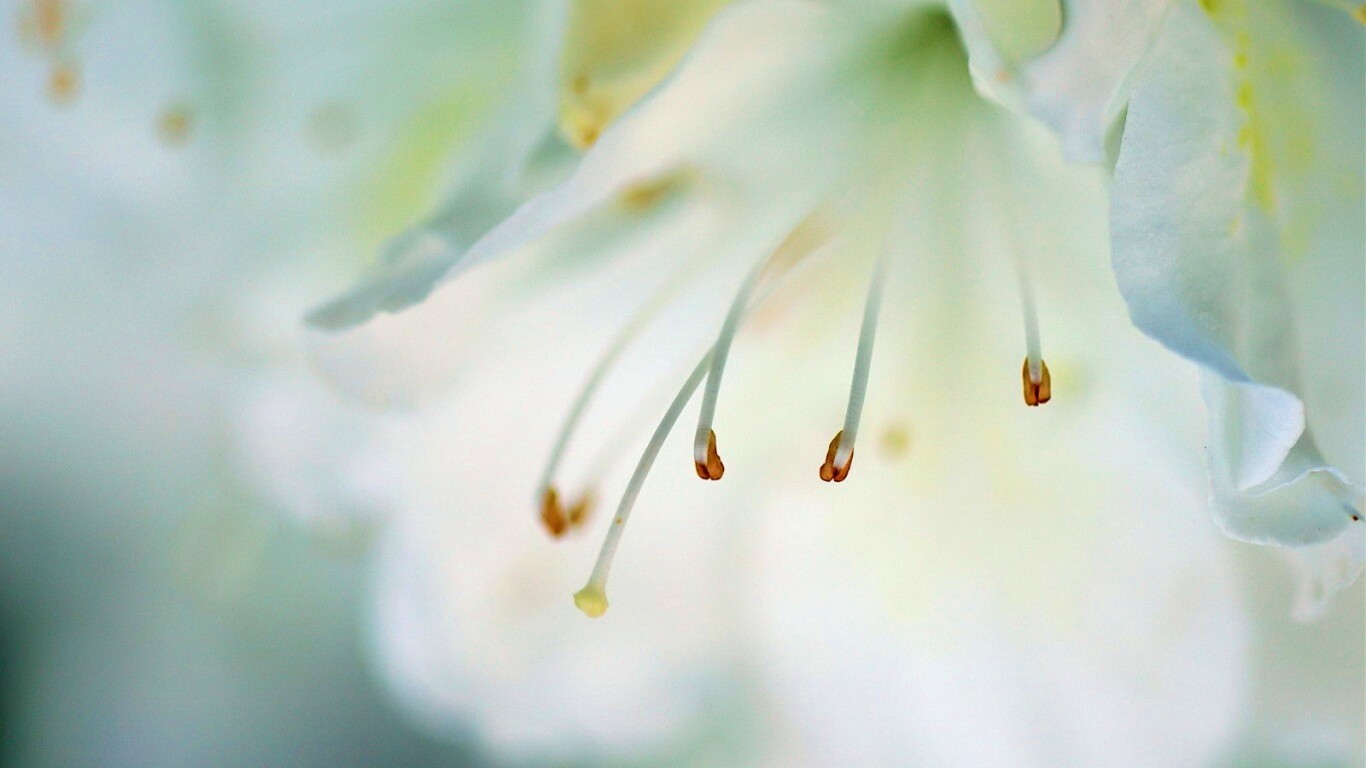 Цветок орхидеи обои