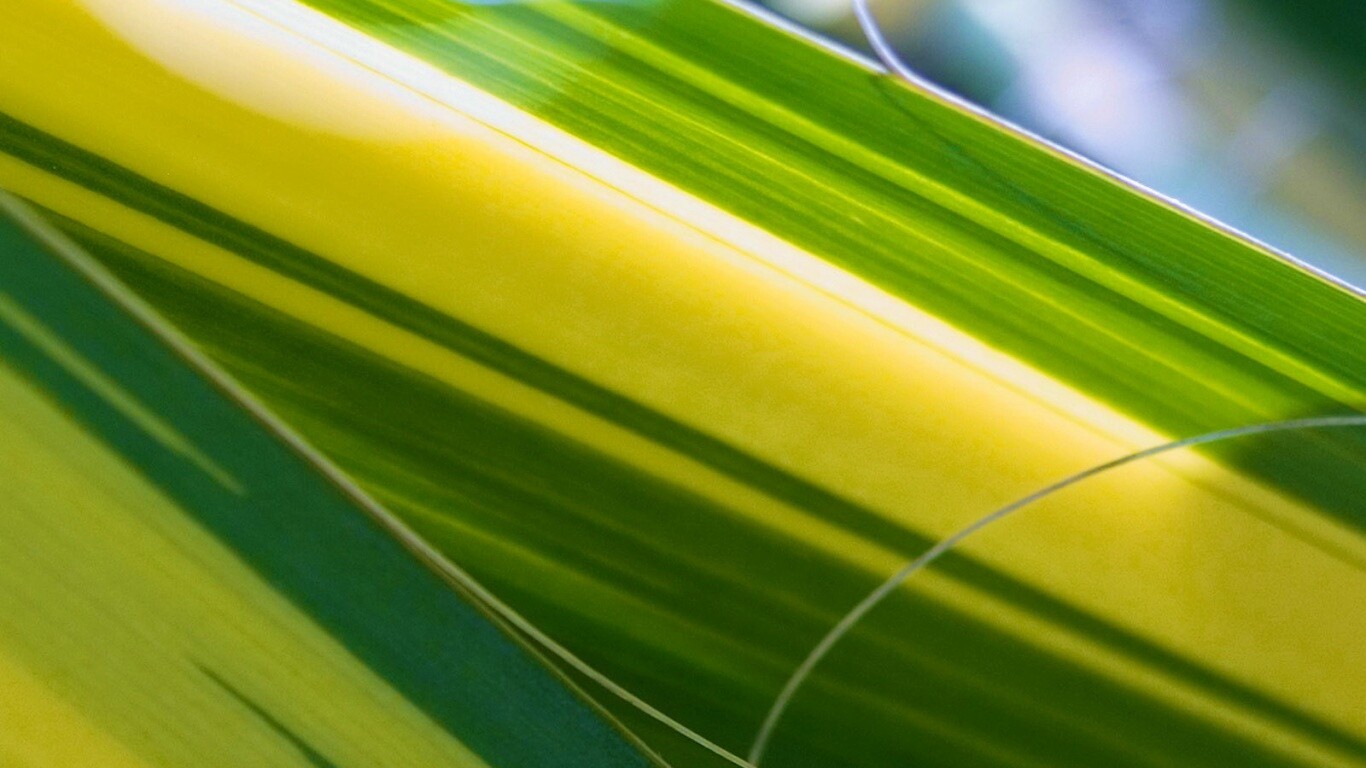 Желто-зеленые травинки обои