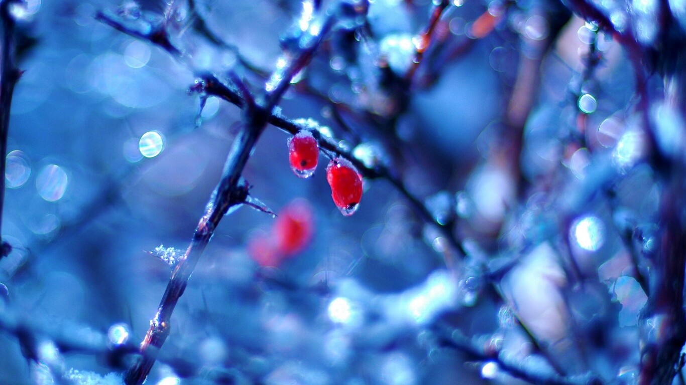 Замерзшие ягоды обои
