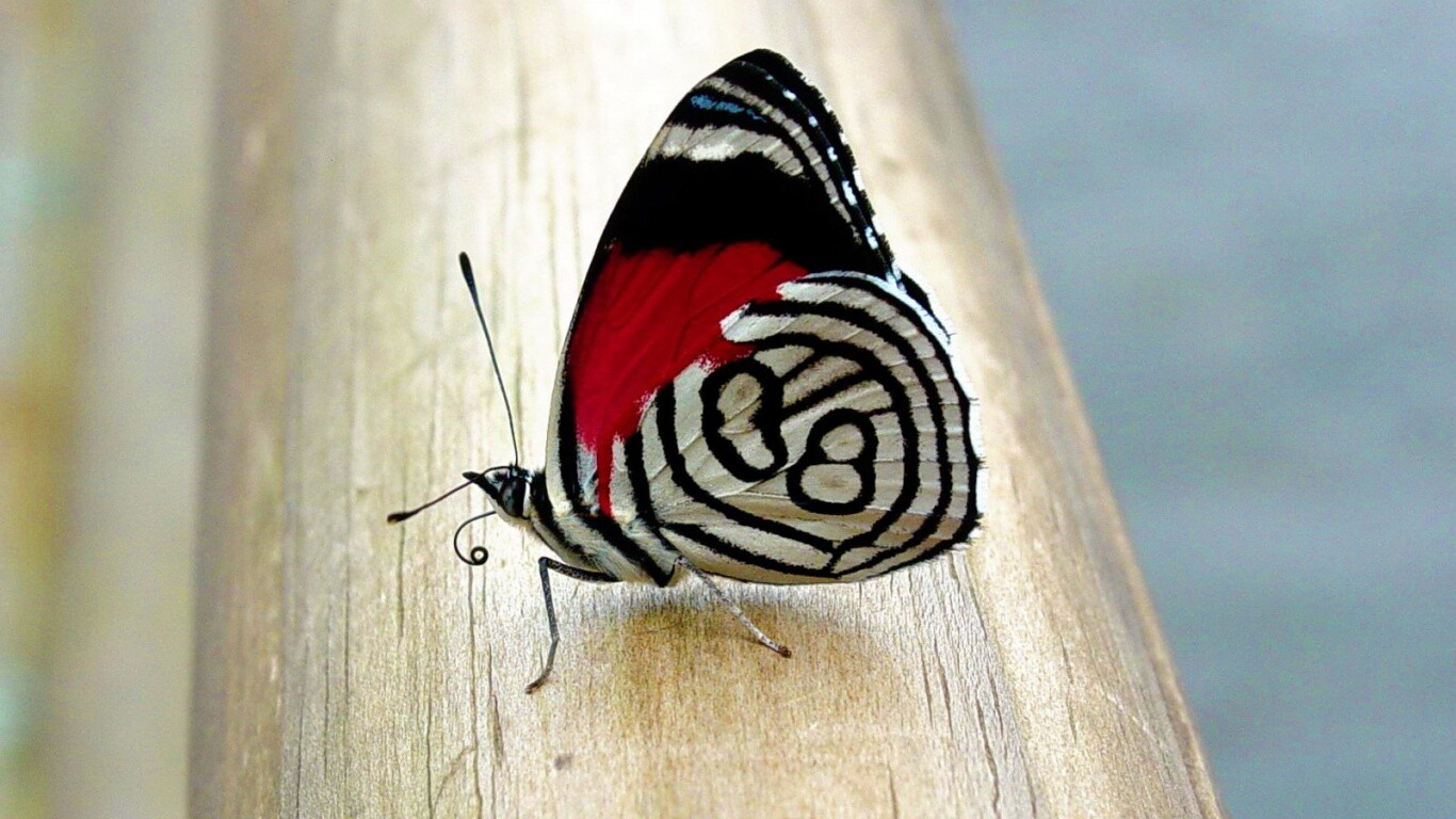 Бабочка на бревне обои