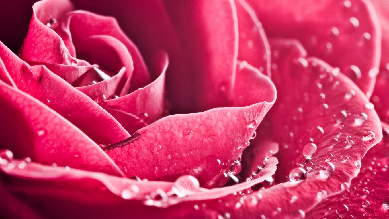 Капли на бутоне розы обои