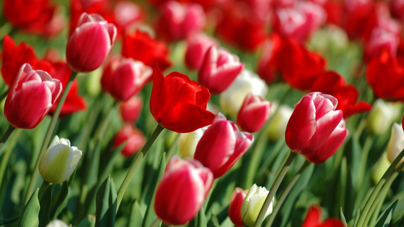 Тюльпаны обои