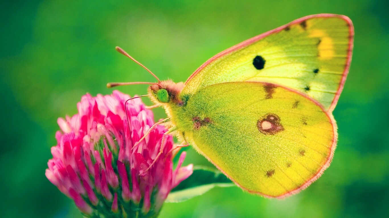 Бабочка на клевере обои