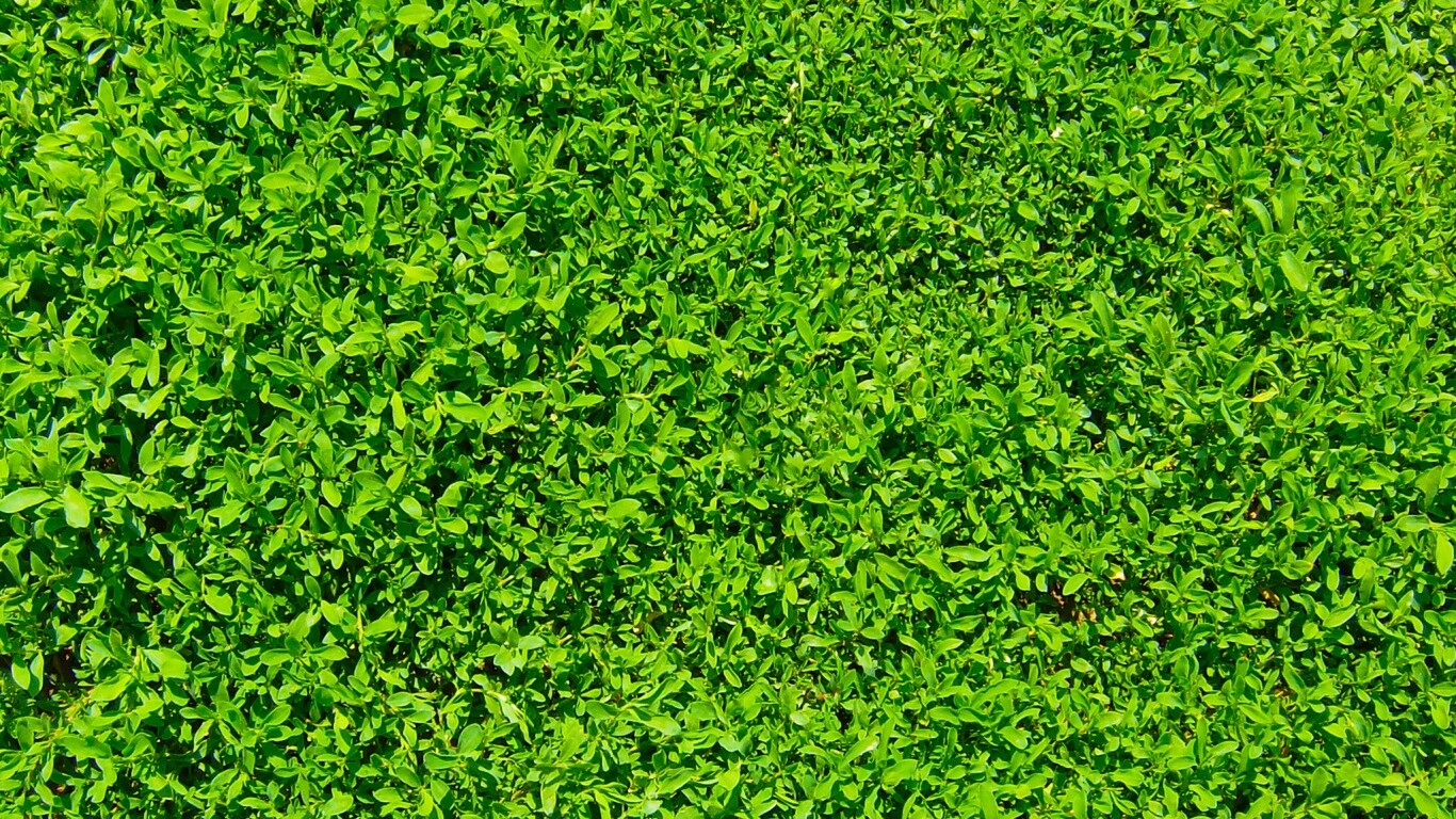 Чайные листья обои