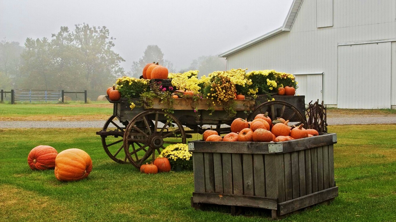 Урожай тыков обои