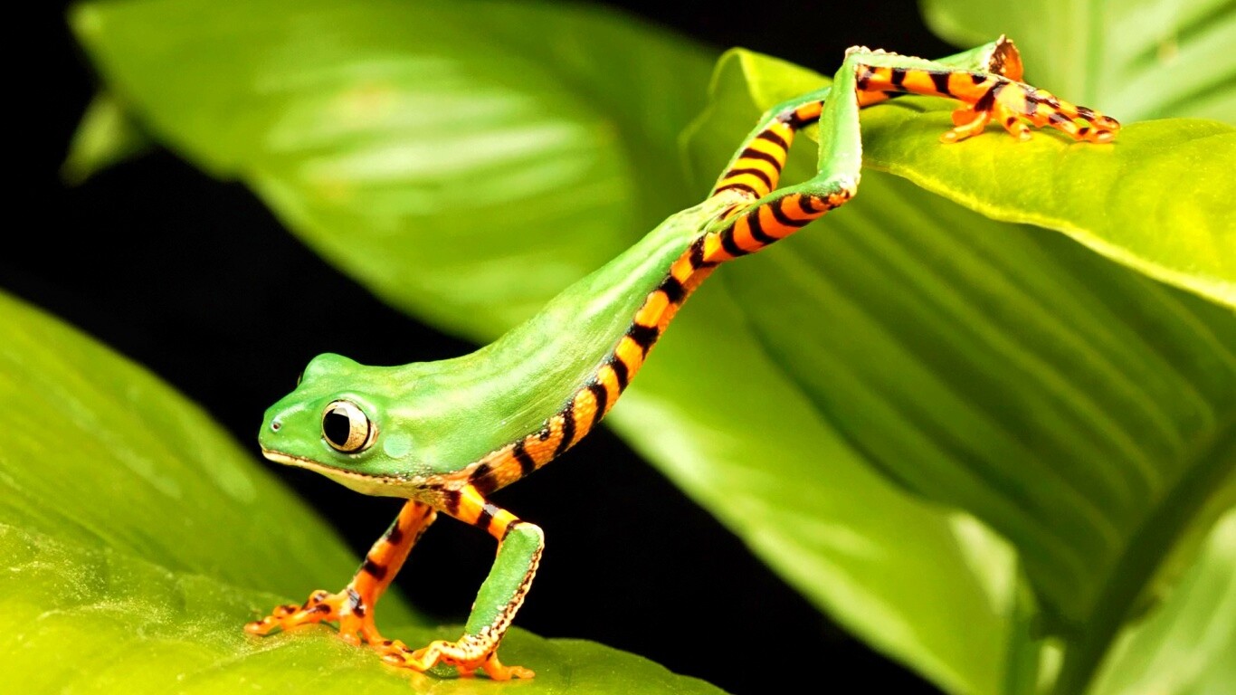 Лягушка переползает с листа на лист обои