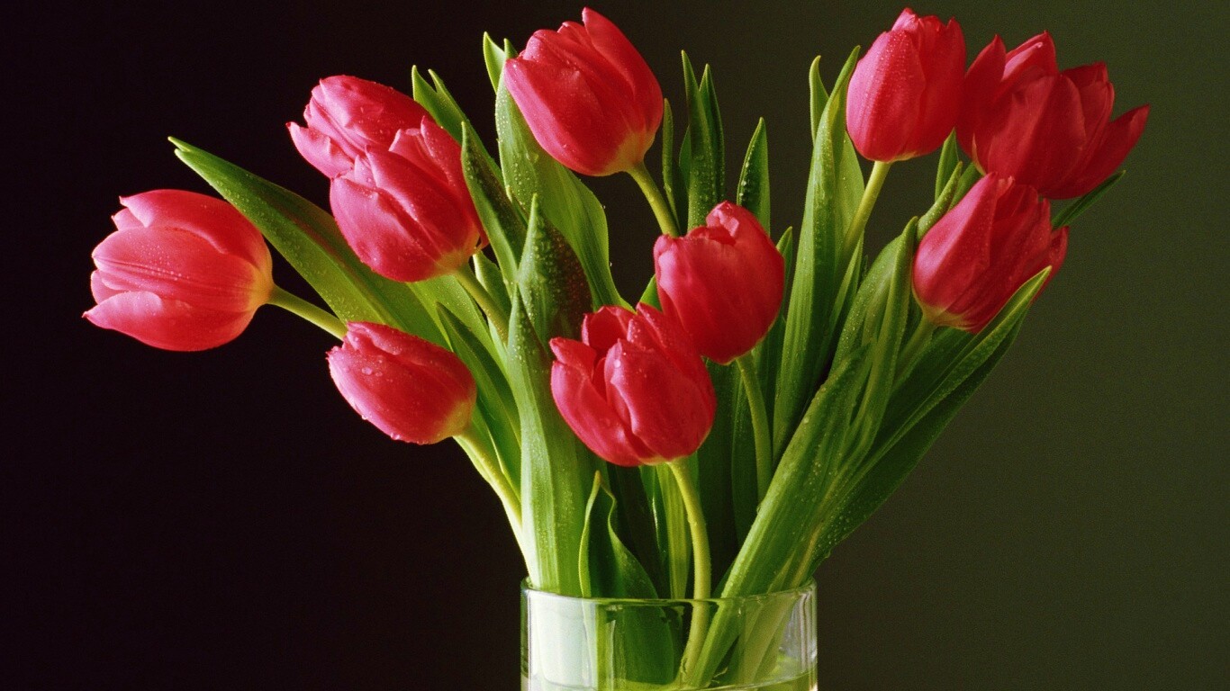 Букет тюльпанов обои