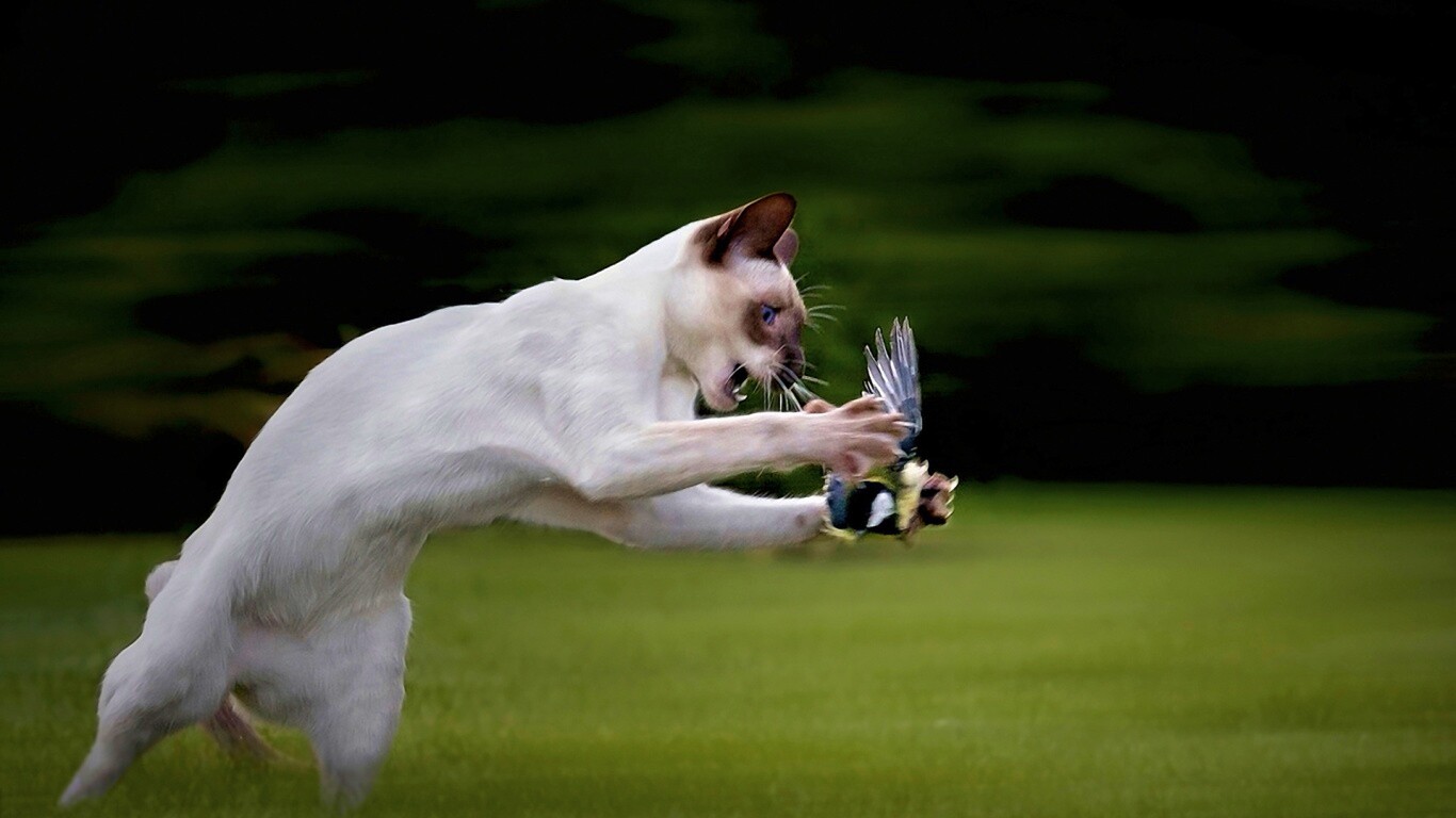 Кошка ловит птичку обои