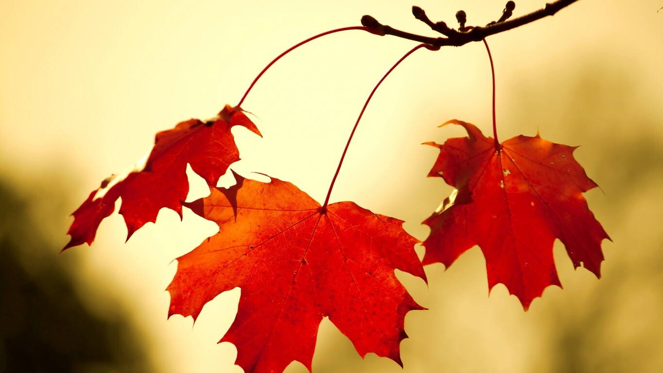 Покрасневшие листья клена обои