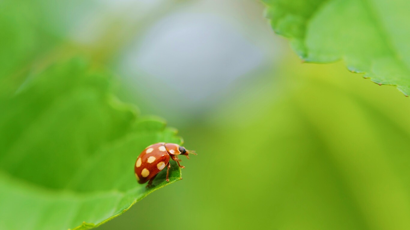 Божья коровка обои