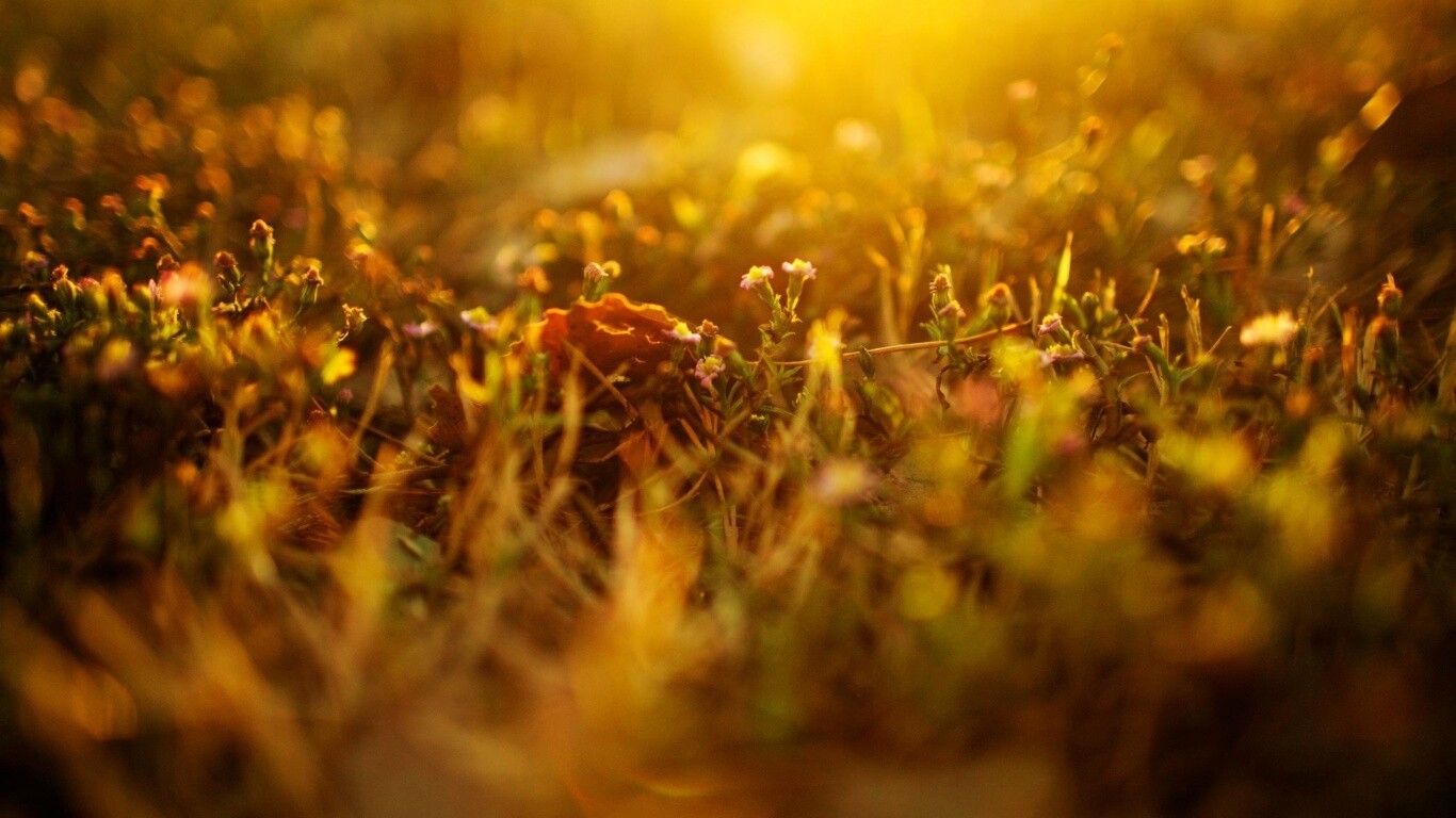 Полевые цветы в закатном солнце обои