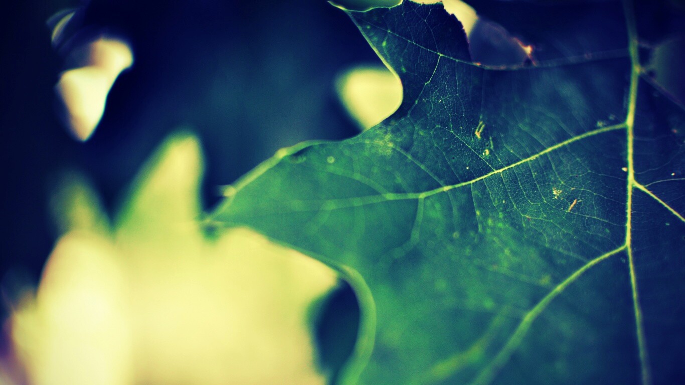 Темно-зеленый лист в макро обои