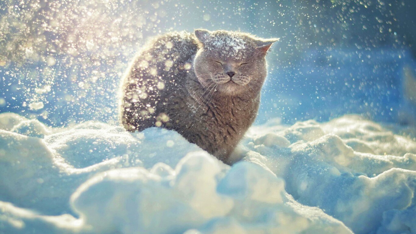 Британце в снегу обои