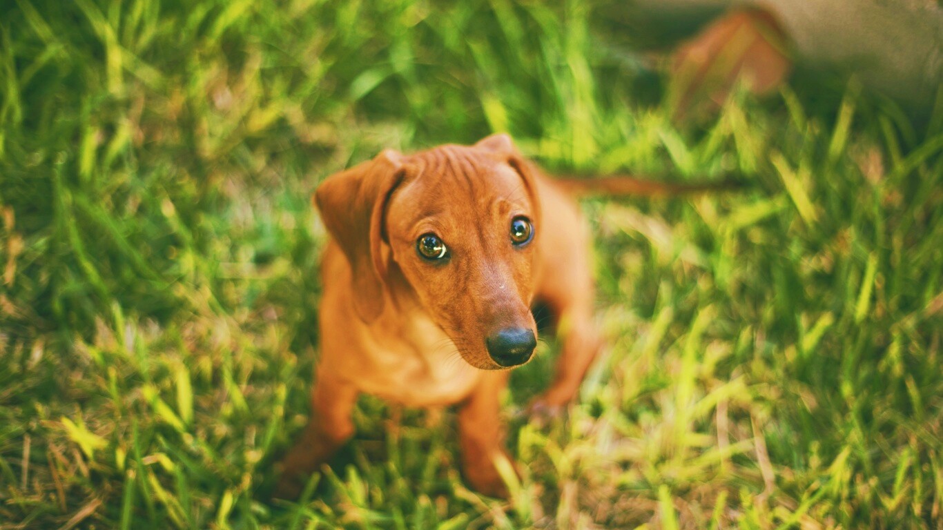 Маленькая милая такса обои
