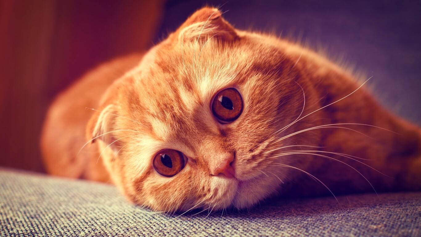 Скоттиш фолд рыжий обои