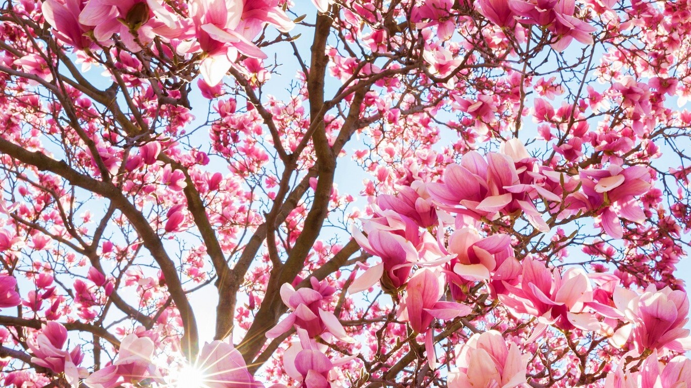 Магнолия обои