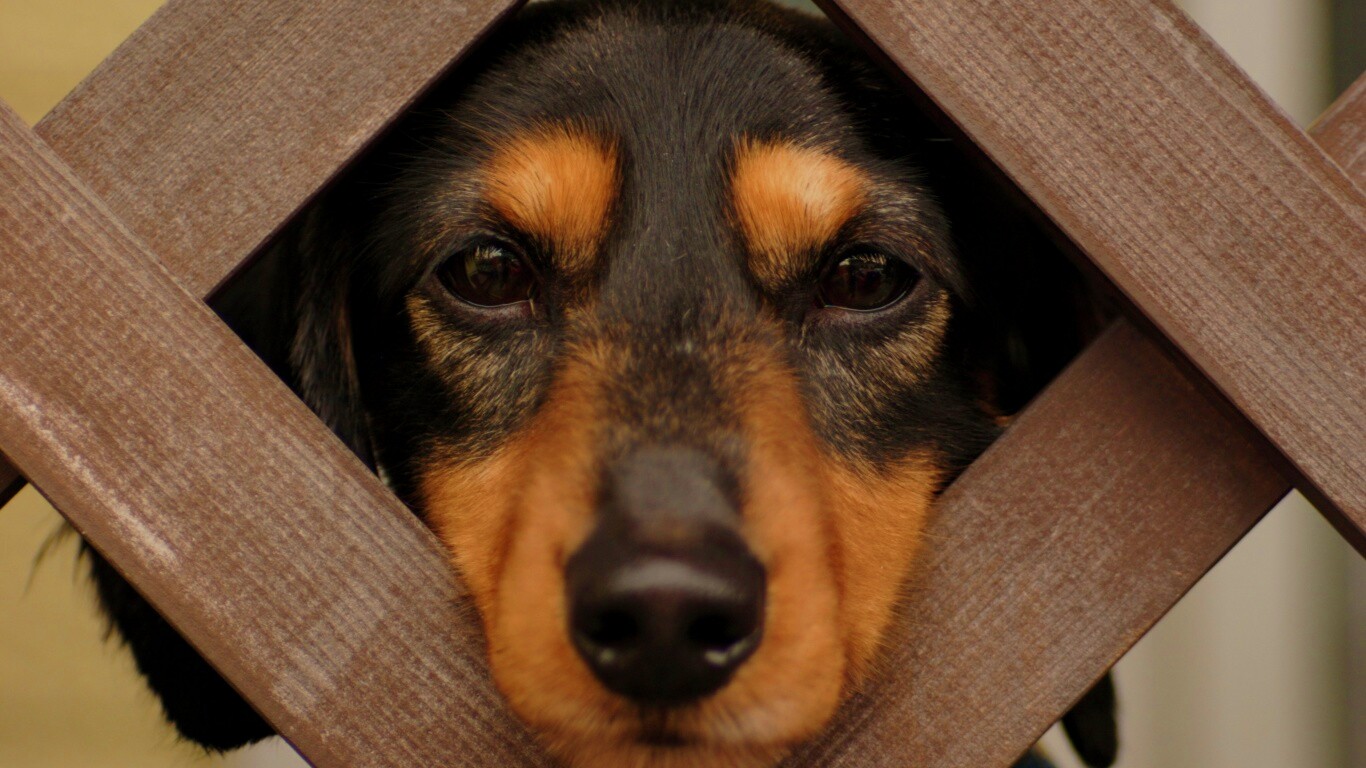 Мордочка в заборе обои