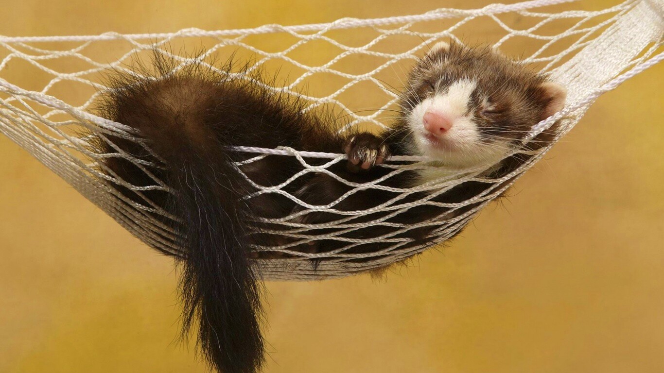 Хорек в гамаке обои