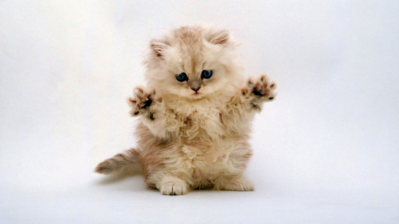 Милый котенок обои