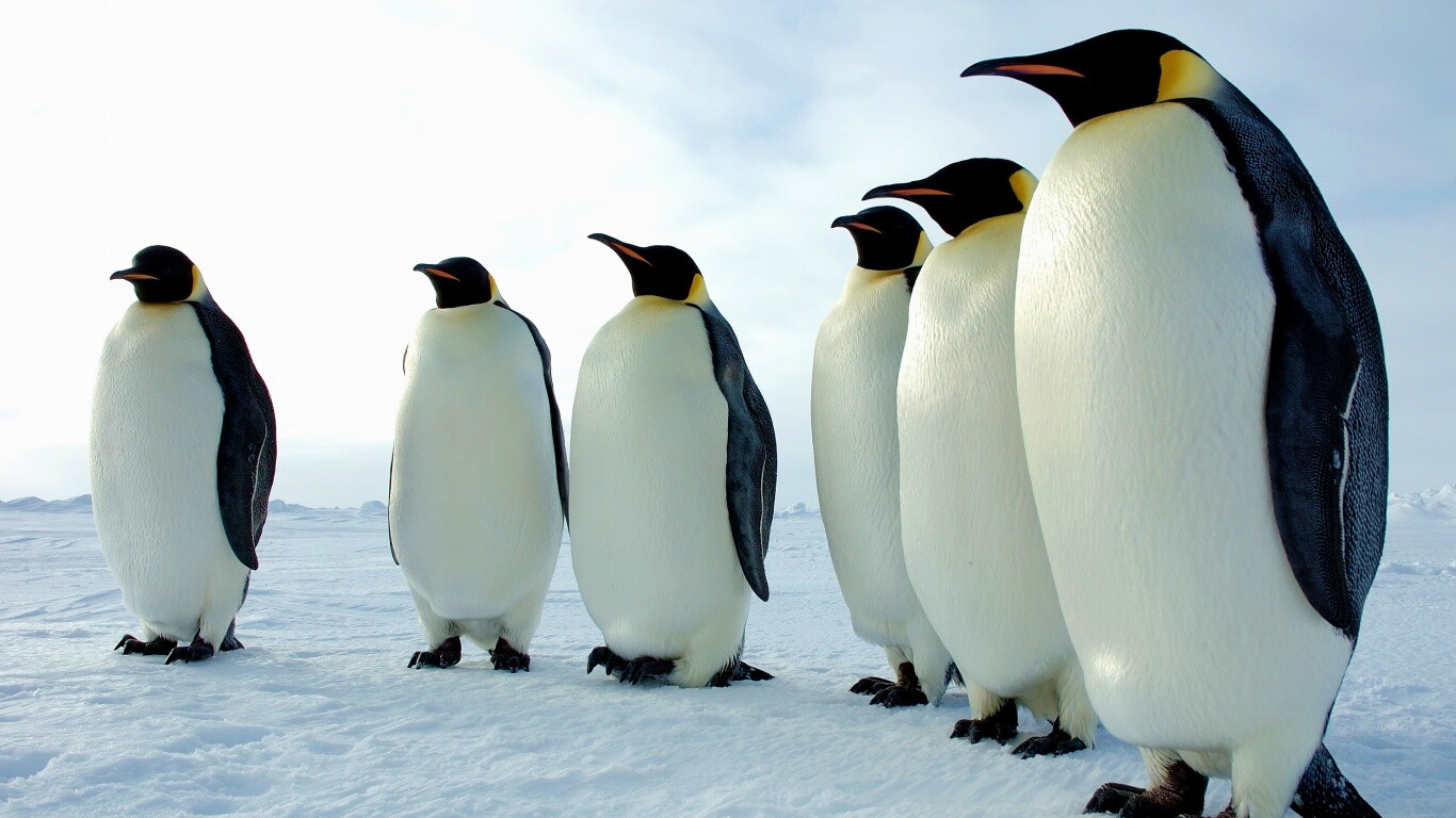 Слет пингвинов обои