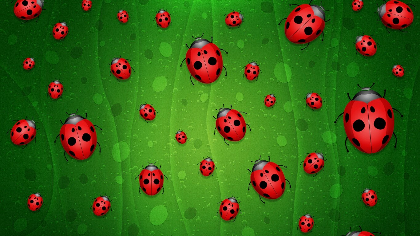 Божьи коровки обои