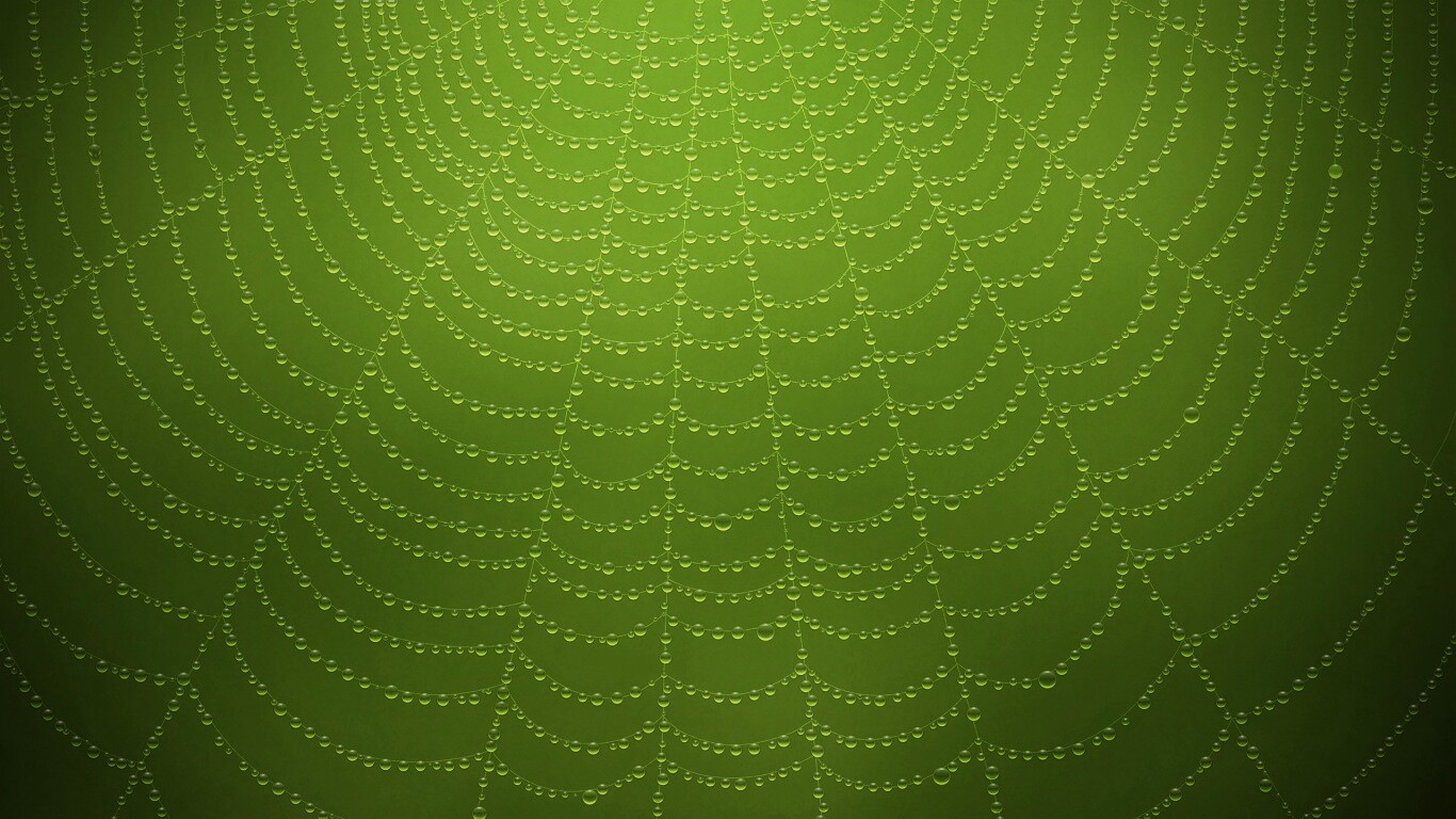 Роса на паутине обои