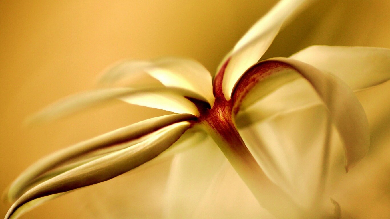 Цветок обои