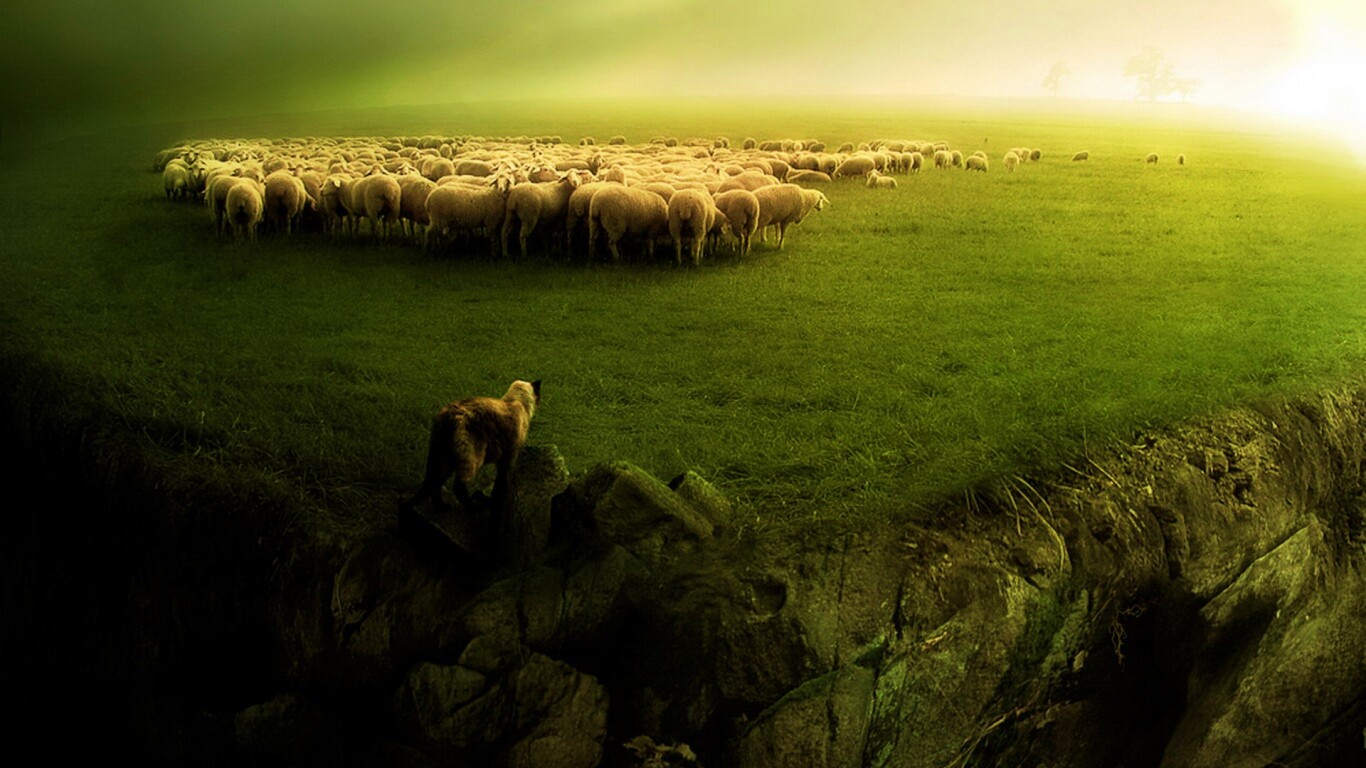 Волк и овцы обои